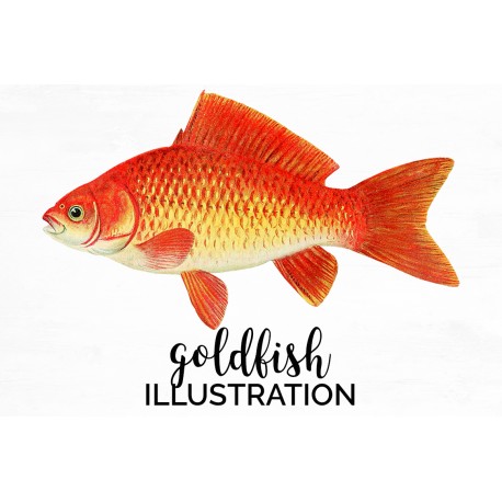 Goldfish