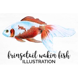 Fringetail Wakin Fish