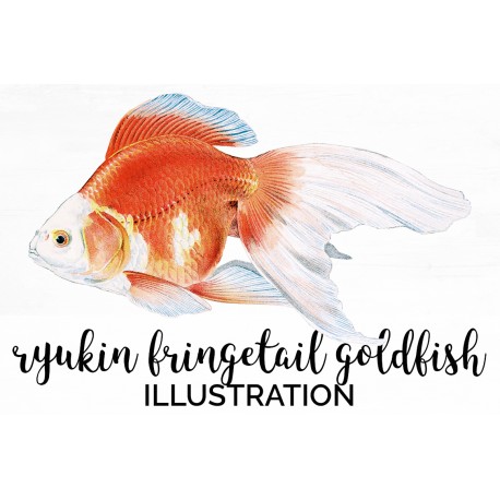 The Ryukin fringetail Goldfish