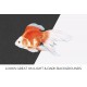 The Ryukin fringetail Goldfish