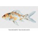 The Shubunkin speckled Goldfish