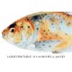The Shubunkin speckled Goldfish