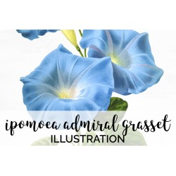 Ipomoea Admiral Grasset