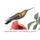 Green Breasted Mango Hummingbird