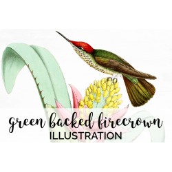 Green Backed Firecrown