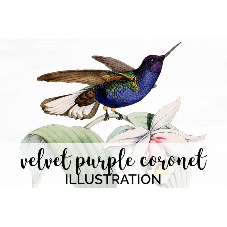 Velvet Purple Coronet