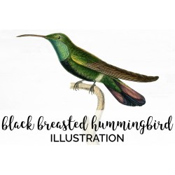 Black Breasted Hummingbird