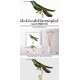 Black Breasted Hummingbird