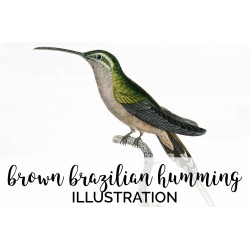 Brown Brazilian Hummingbird