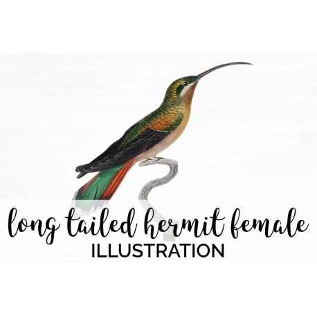 Long tailed Hermit female hummingbird