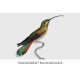 Long tailed Hermit female hummingbird