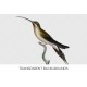 Long tailed Hermit Male Hummingbird