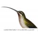 Long tailed Hermit Male Hummingbird