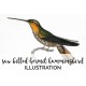 Saw billed Hermit Hummingbird