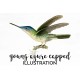 Young Azure Capped Hummingbird