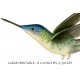 Young Azure Capped Hummingbird