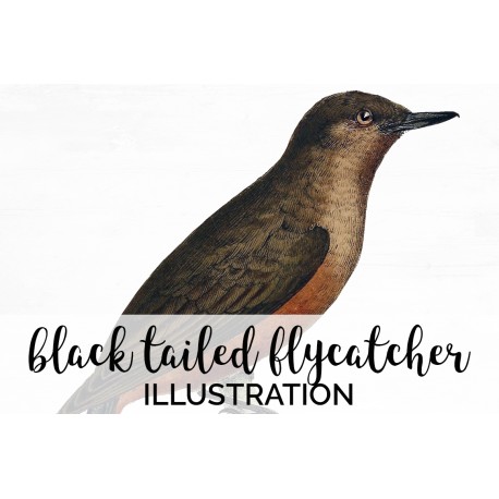 Black Tailed Flycatcher