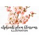 Alphandi Plum Blossoms