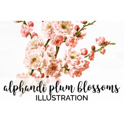 Alphandi Plum Blossoms