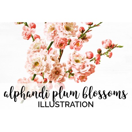 Alphandi Plum Blossoms
