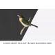 Brazilian Shrike