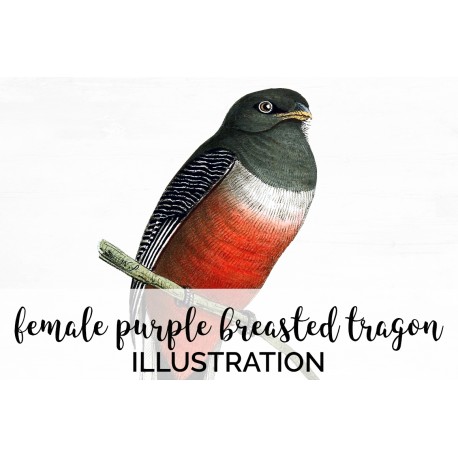 Female Purple Breasted Tragon