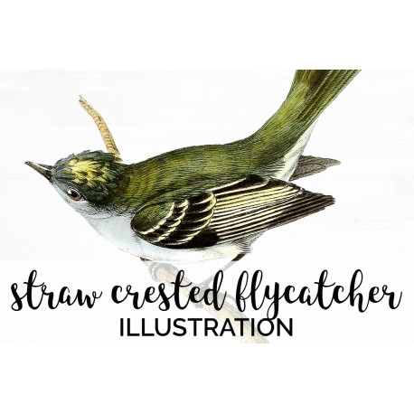Straw Crested Flycatcher