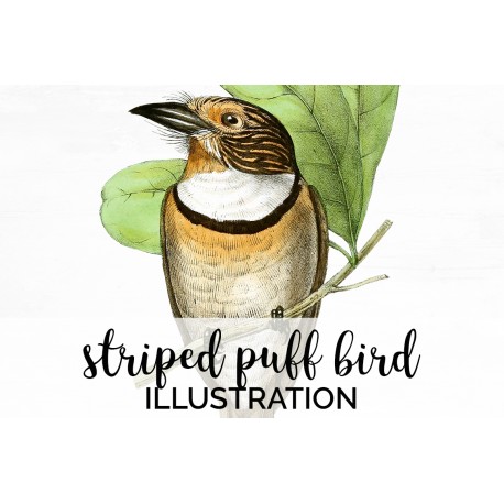 Striped Puff Bird