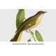 Yellow Tailed Flycatcher