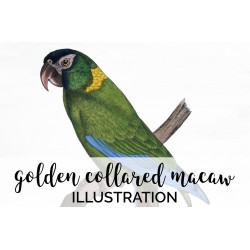 Golden Collared Macaw