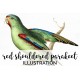 Red Shouldered Parakeet