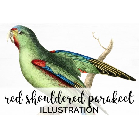 Red Shouldered Parakeet