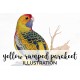 Yellow Rumped Parakeet
