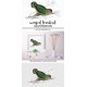 Winged Lovebird