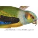 Winged Parrot