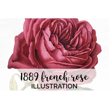 1889 French Rose