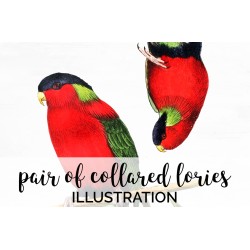 of Collared Lories