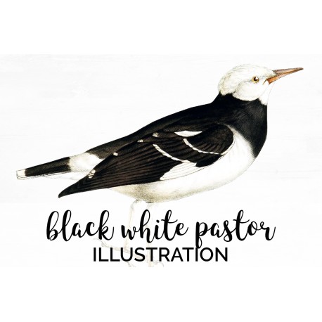 Black White Pastor