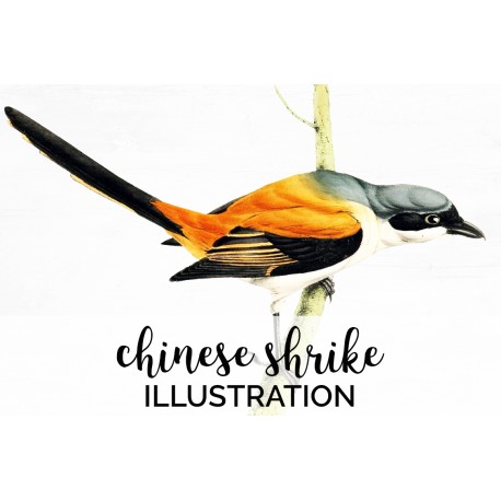 Chinese Shrike