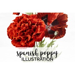 Spanish Poppy