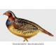Wedge Tailed Partridge