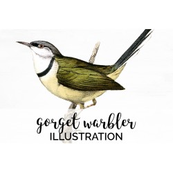 Gorget Warbler