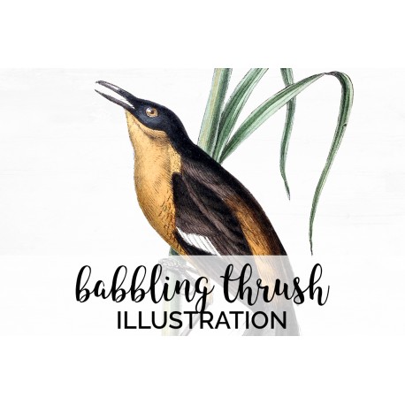 Babbling Thrush