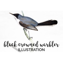 Black Crowned Warbler