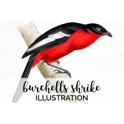 Burchells Shrike