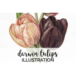 Darwin Tulips