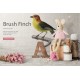 Headed Brush Finch