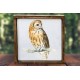 Common Tawny Owl