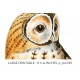 Common Tawny Owl
