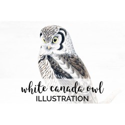 White Canada Owl